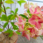 Hortenzia metlinatá (Hydrangea paniculata) ‘LIVING PINK & ROSE’® by LIVING CREATIONS® - výška 50-70 cm, kont. C2L